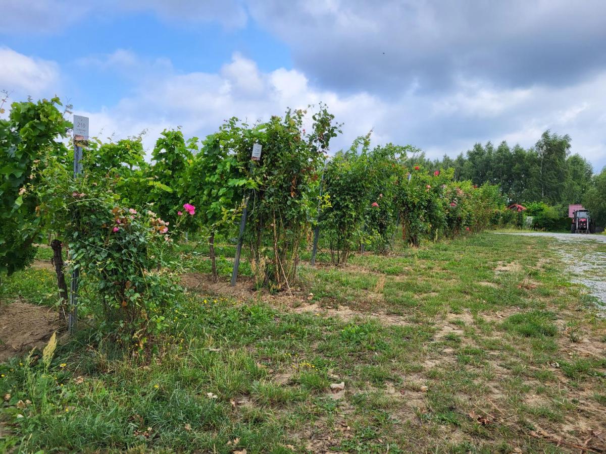Winnica Anna Noclegi Krosnice Buitenkant foto